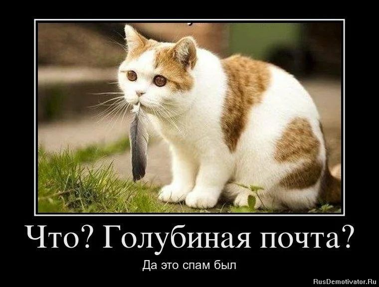 Что Голубиная почта Да это спам был ппзвьшпсішшвп