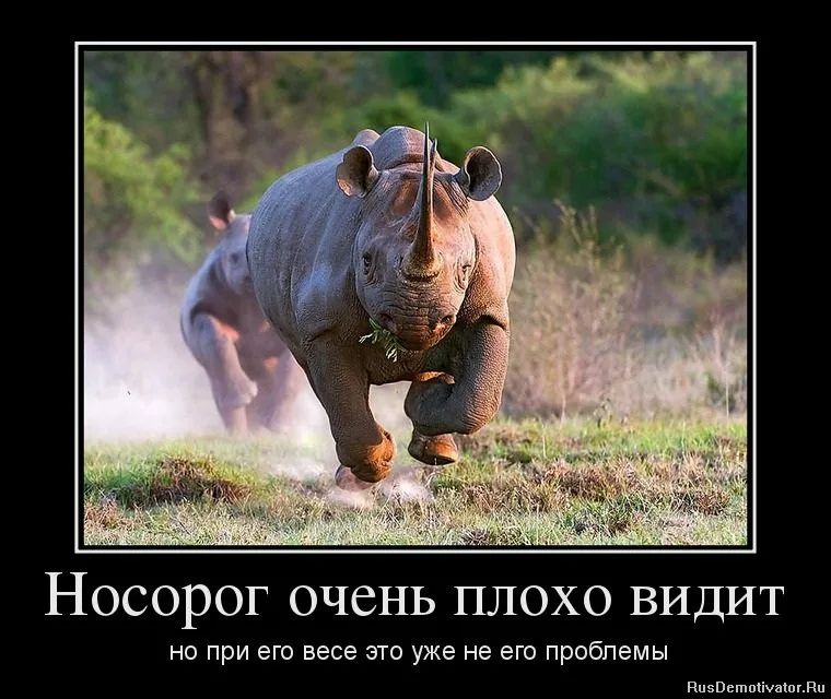 Носорог очень плохо видит НО ПрИ его весе ЭТО уже не его проблемы ппзвьшпсішшвп
