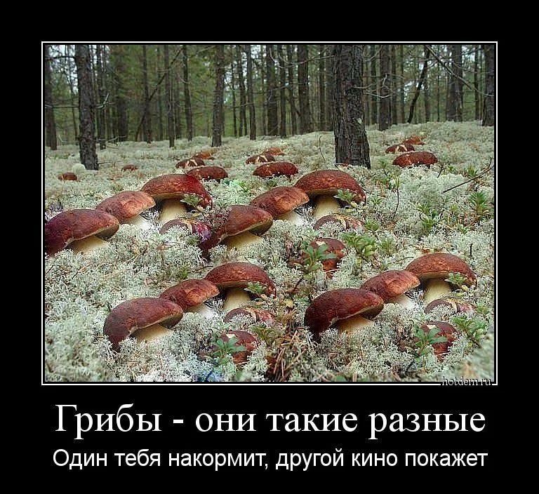Грибы ОНИ такие разные Один тебя накормит другой кино покажет