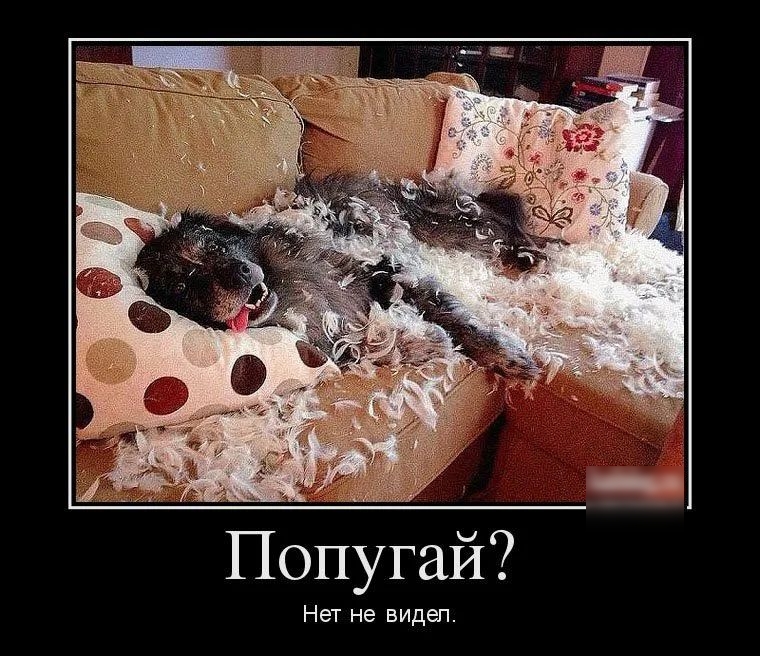 Попугай Нет не видел