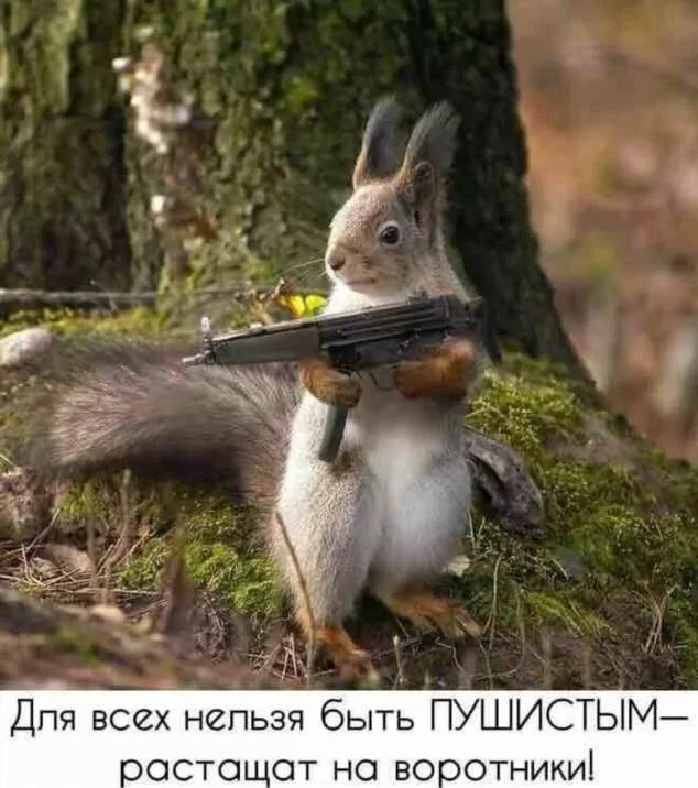 1 Дпя всех непьзя быть ПУШИСТЫМ оосто от но воютникиі