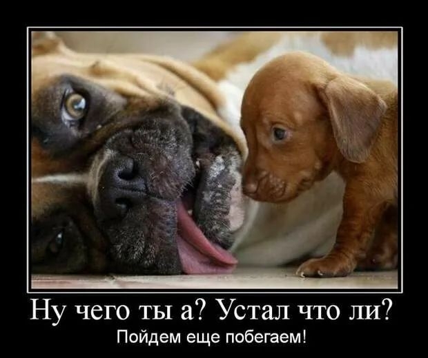 Ну чего ты а Устал что ли Пойдем еще побегаем
