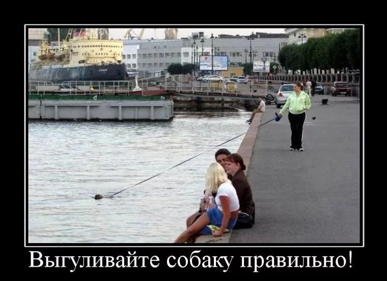 Выгуливайте собаку правильно