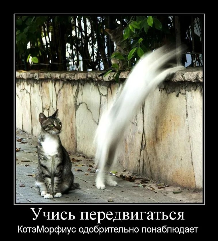 Учись передвигаться КотэМорфиус одобрительно понаблюдает
