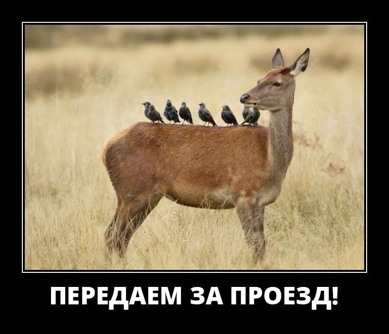 ПЕРЕДАЕМ ЗА ПРОЕЗД