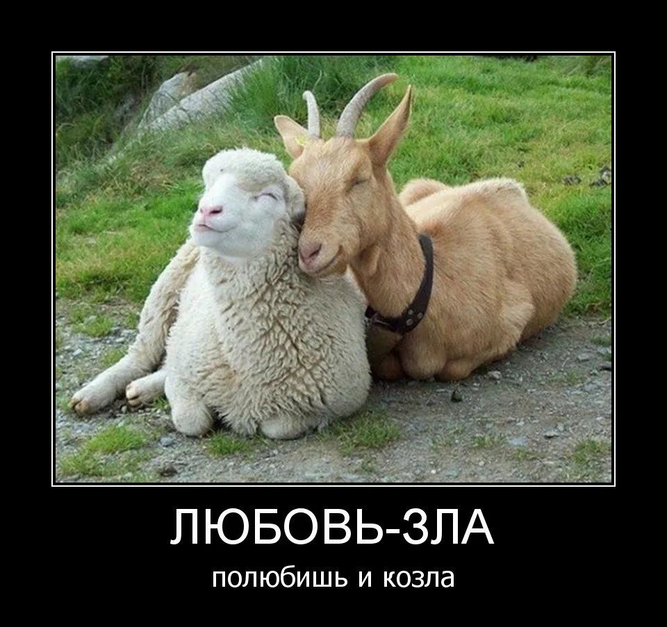 Л ЮБОВЬ ЗЛА полюбишь и козла