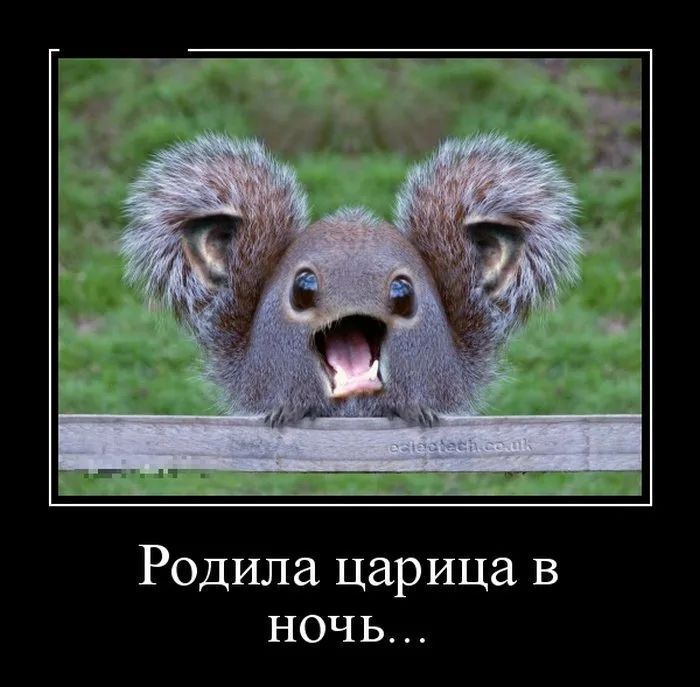 Родила царица в ночь