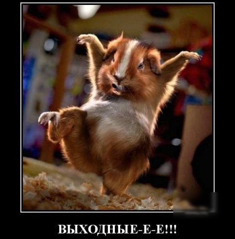 ВЫХОДНЫЕБАЗ