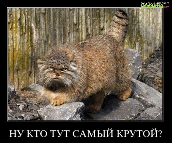 ну кто тут САМЫЙ крутой