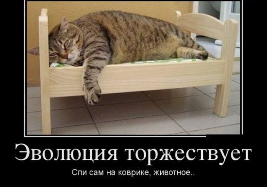 Эволюция торжествует Спи сам на ксврике животное