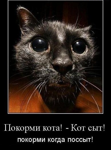 ПокорМИ кота Кот сыт покорми когда поссыт