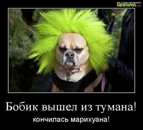 Бобик вышел из тумана кончилась марихуана