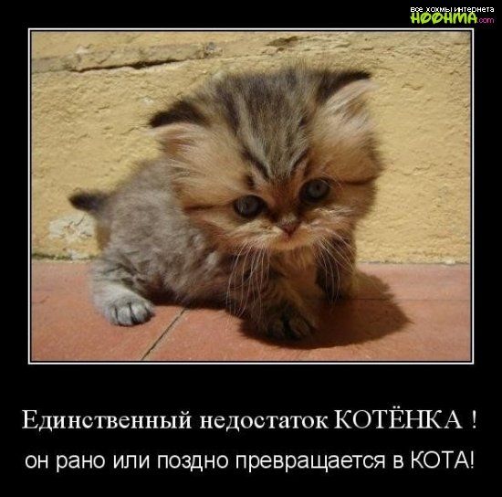 Единственный недостаток КОТЁНКА он рано или поздно превращается в КОТА