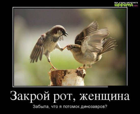 Закрой рот женщина Забыла что я потимпкдиншавров