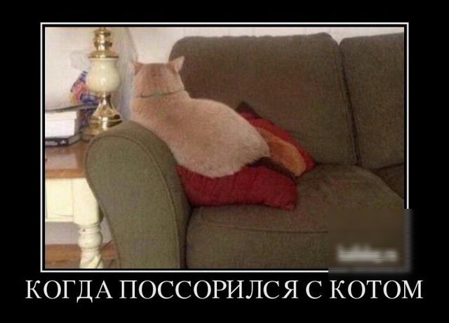 КбЁдА поссорился с котом