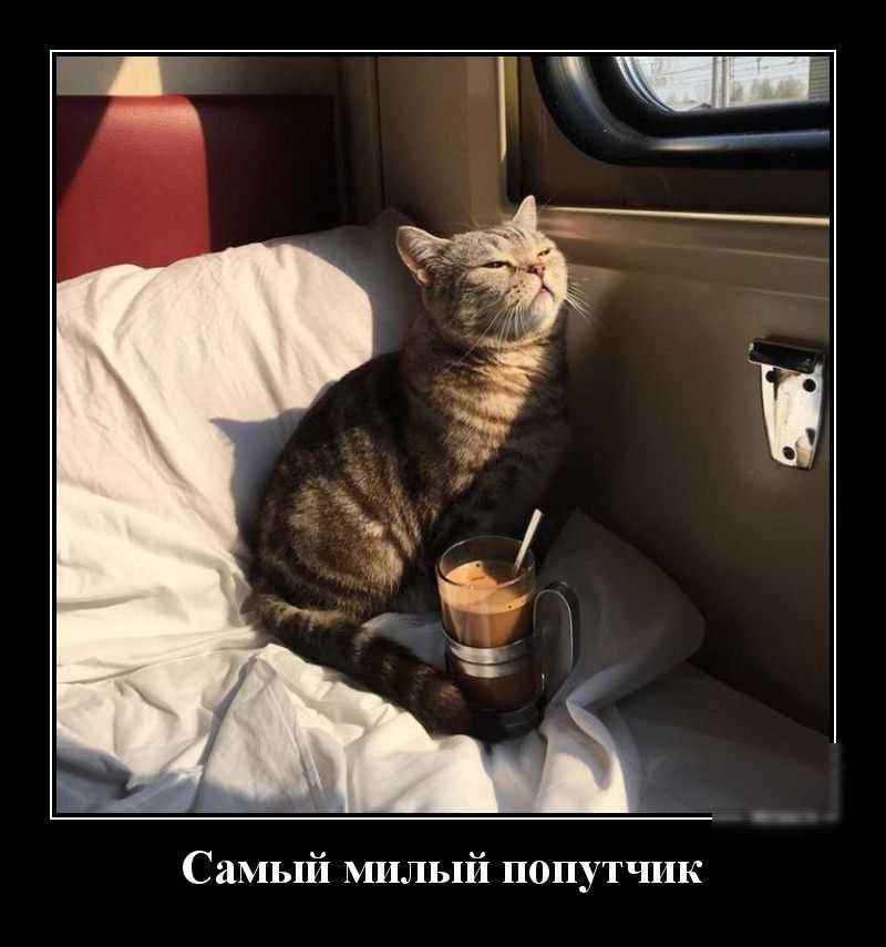 Самый милый попутчик