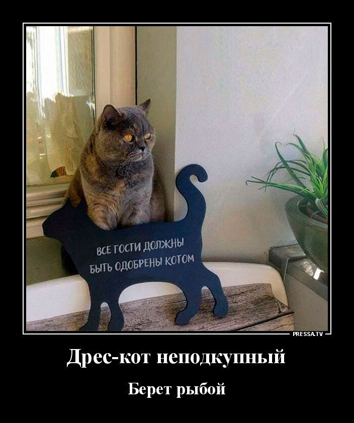 ВСЕ ГОСТИ ДОЛЖНЫ БЫТЬ ОДОБРЕНЫ КОТОМ Дрес кот неподкупный Берет Рыбой
