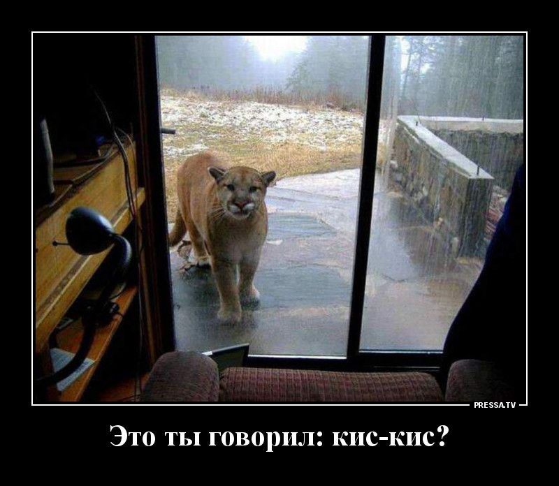тззми Это ты говорил кис кис