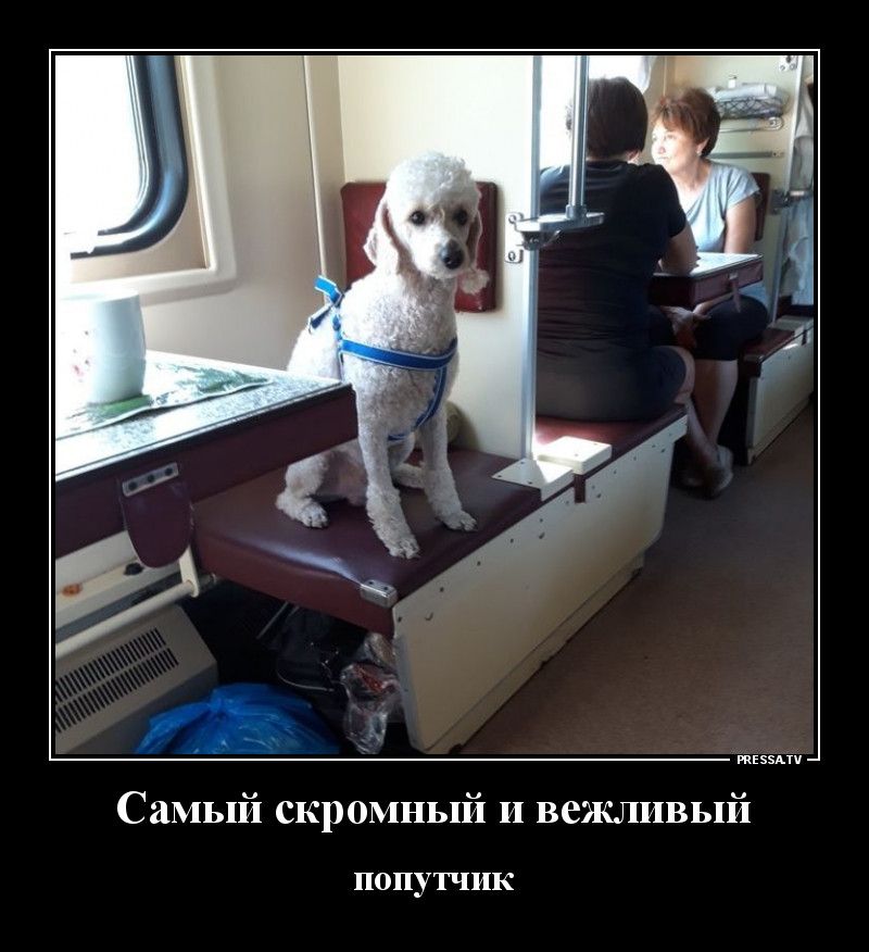 тззпч Самый скромный и вежливый ПОПУТЧИК