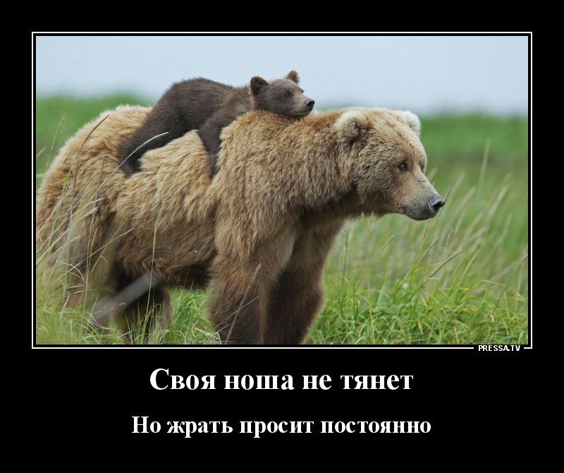 тззмч Своя ноша не тянет НО жрать ПРОСИТ ПОСТОЯННО