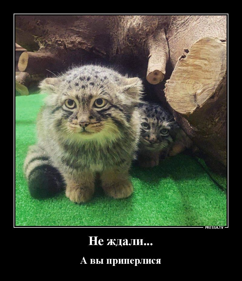 тззми Не ждали А вы приперлися
