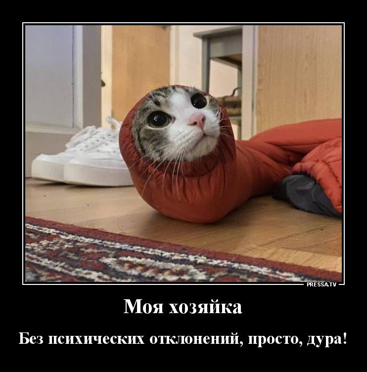 тззйи Моя хозяйка Без психических отклонений просто дура