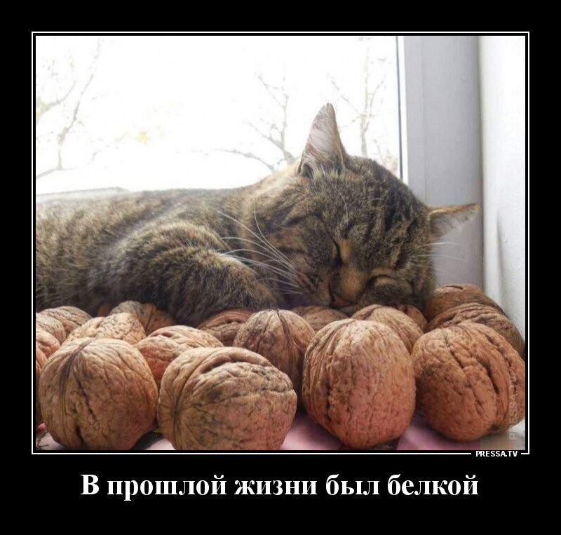 тіээпч В прошлой жизни был белкой