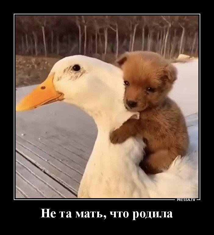 тззми Не та мать что родила