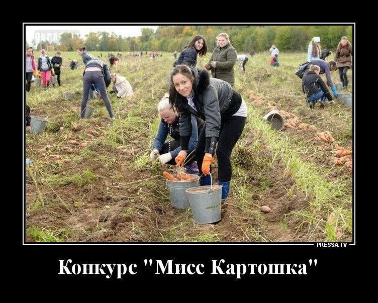 тззми Конкурс Мисс Картошка