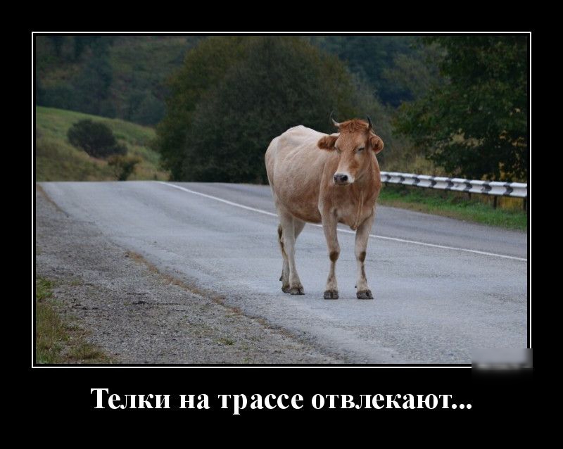 Телки на трассе отвлекают