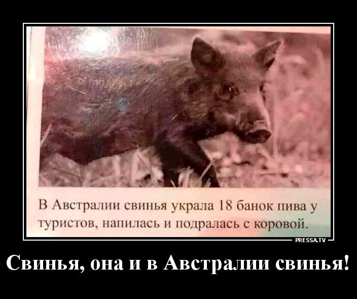 в Н Ани сш _кр1ш Баник шп НЖНЩ НЛПЫЦСЬ НОРСЫЦСЬ С КОРОВ НЙ тззми Свинья она и в Австралии свинья