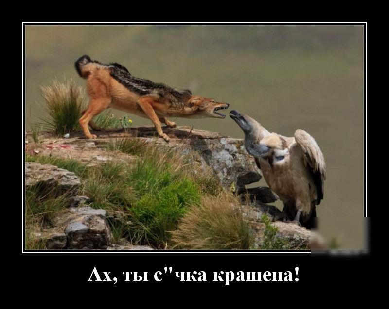 Ах ты счка крашена