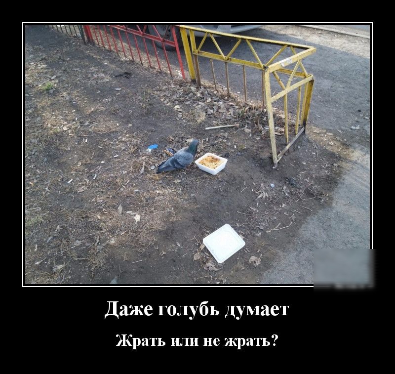 Даже голубь думает Жрать или не жрать