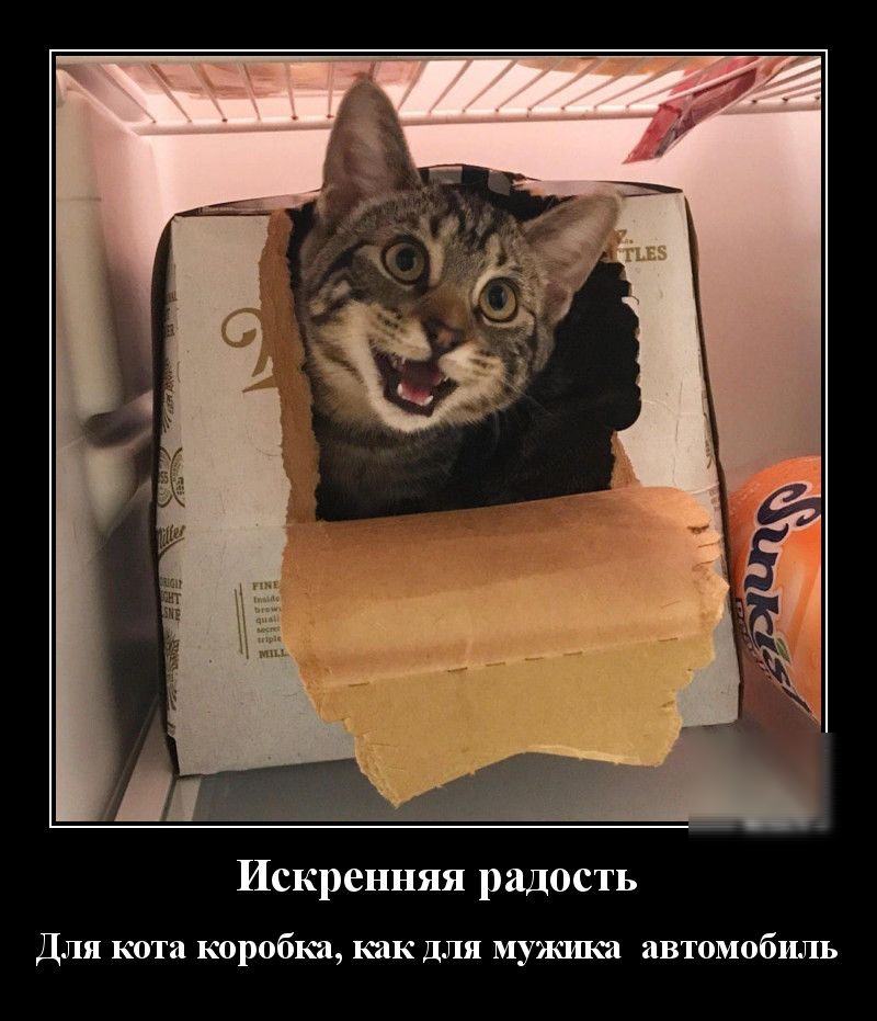 Искренняя радость Для кота коробка как для мужика автомобиль
