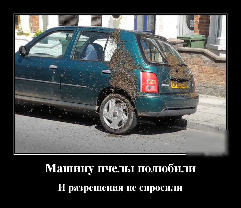 Машину пчелы полюбили И разрешения не спросили