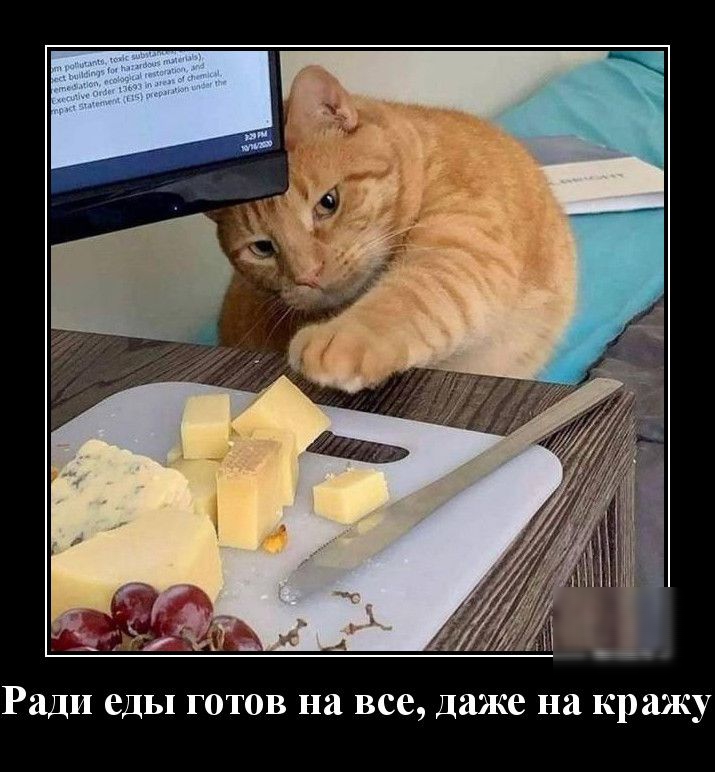 Ради еды готов на все даже на кражу