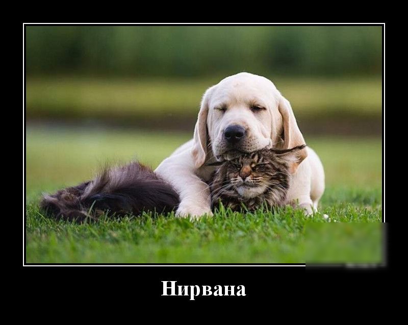 Нирвана