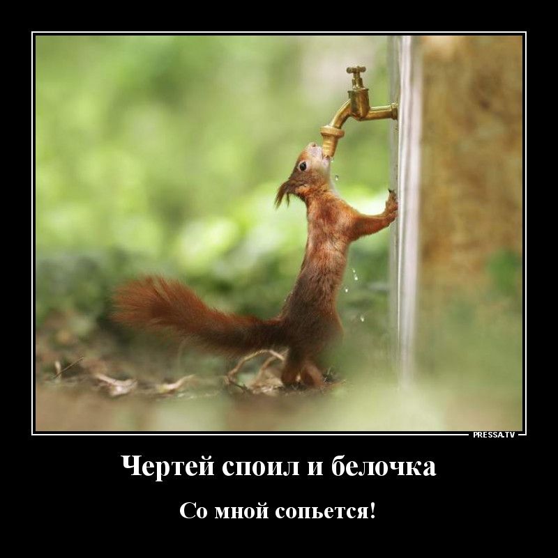 пшли Чертей споил и белочка Со мной сопьется