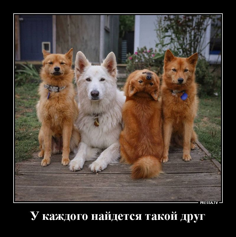 Рапаич У каждого найдется такой друг