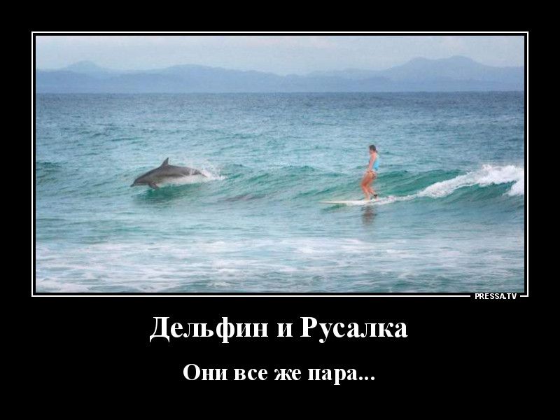 тззми Дельфин и Русалка Они все же пара