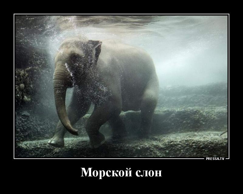 тззми Морской слон