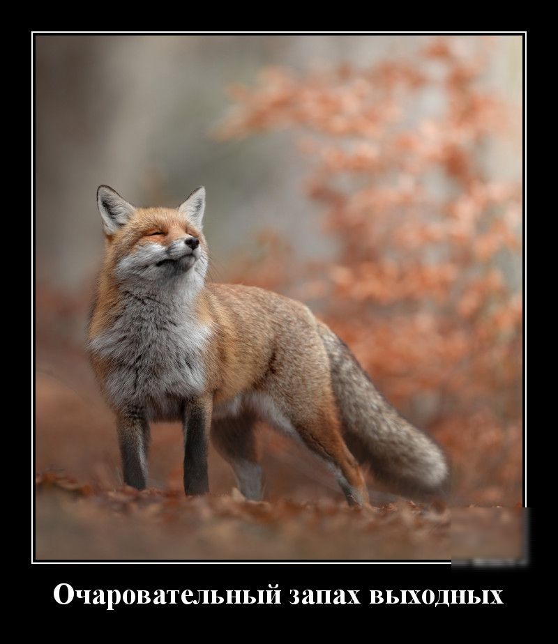 Очаровательный запах выходных