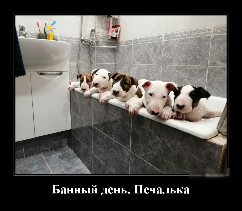 Банный день Печалька