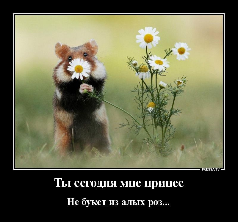 тззми Ты сегодня мне принес Не букет из алых роз