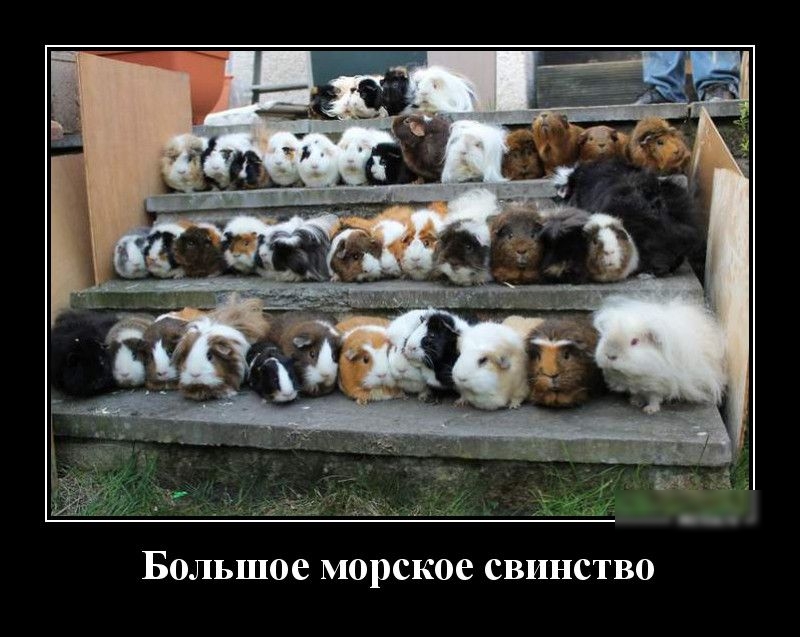 Большое морское свинство