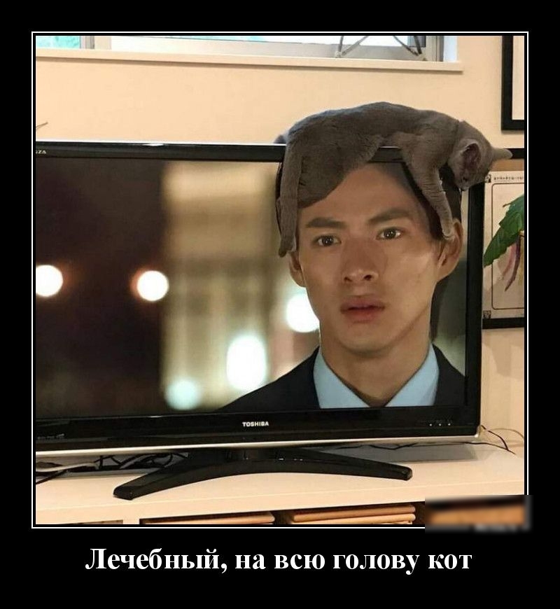 Лечебный на всю голову кот