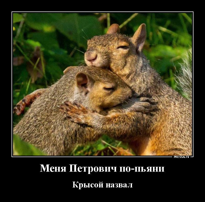 жнзьти _ Меня Петрович по пьяни Крысой назвал