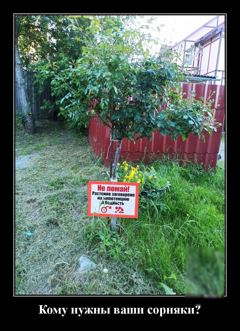 в помни Растение апшнппвип иа импптвицию инь КОМУ нужны ваши сорняки