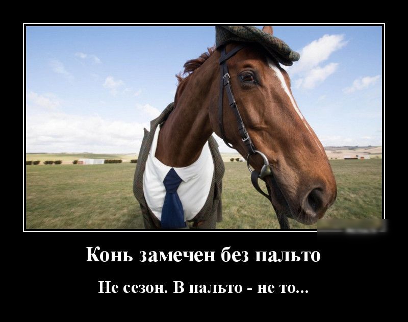 Конь замечен без пальто Не сезон В пальто не то