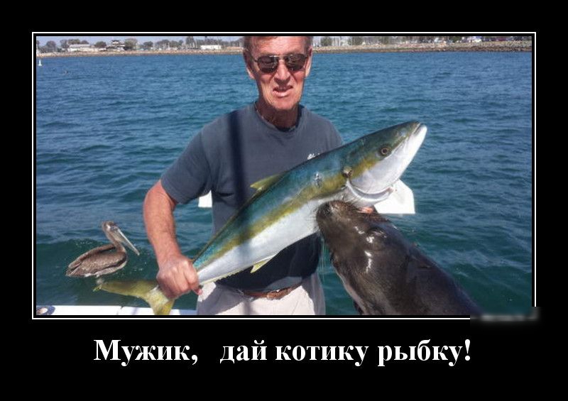 _д 14 дц пдд Мужик дай котику рыбку